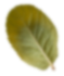 leaf-2