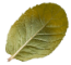 leaf-4